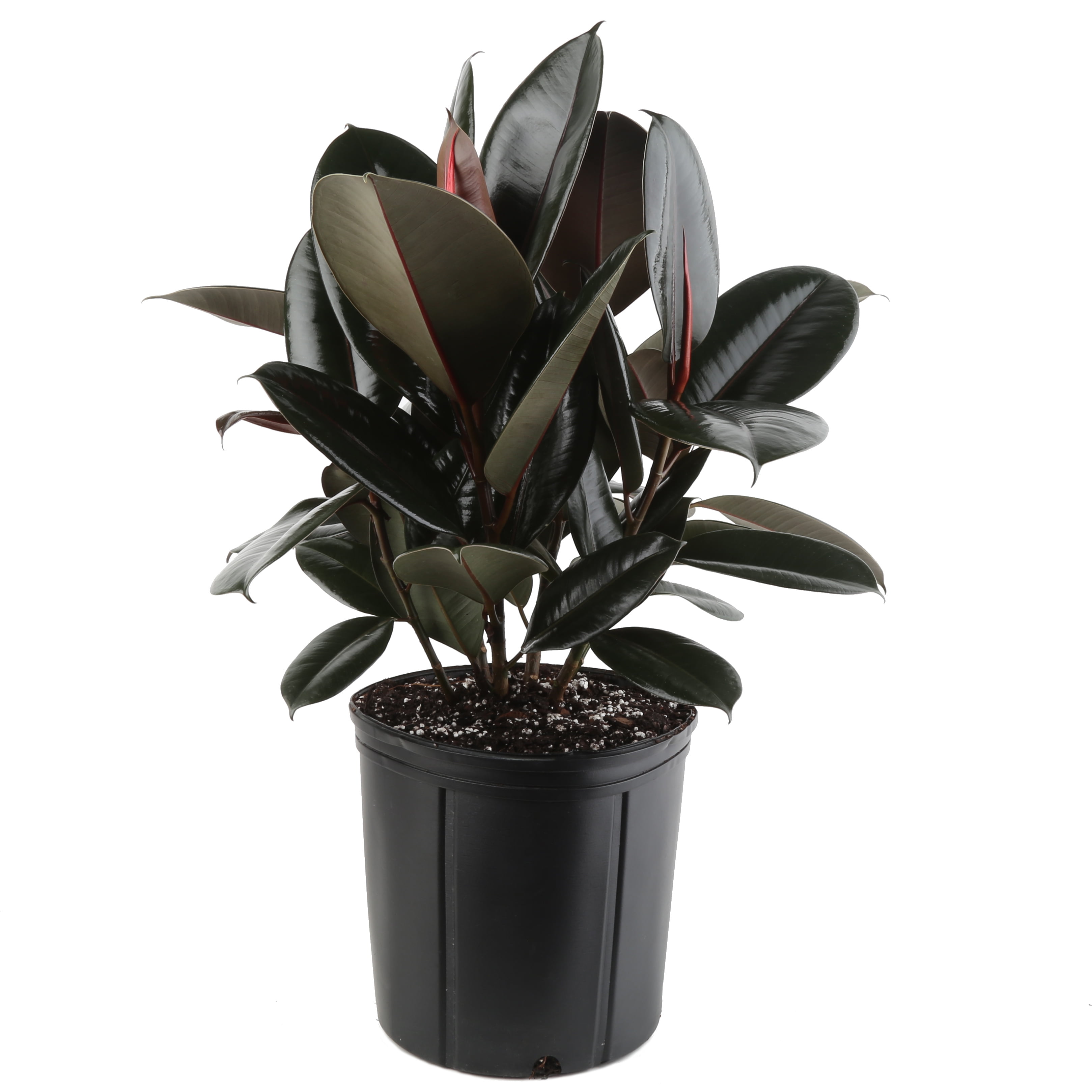 Rubber Plant Ficus - 22 inch burgundy rubber ficus plant