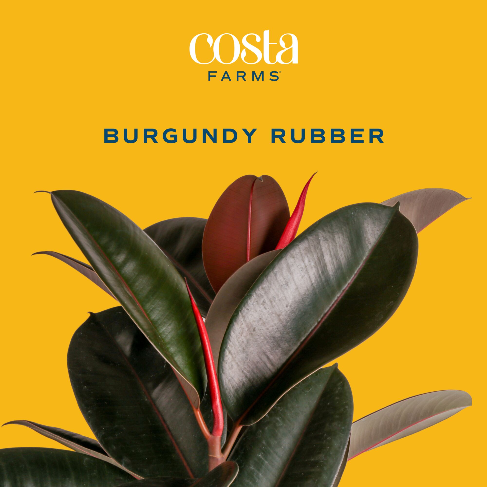 22 inch burgundy rubber ficus  - Rubber Plant Ficus บทวิจารณ์และราคา