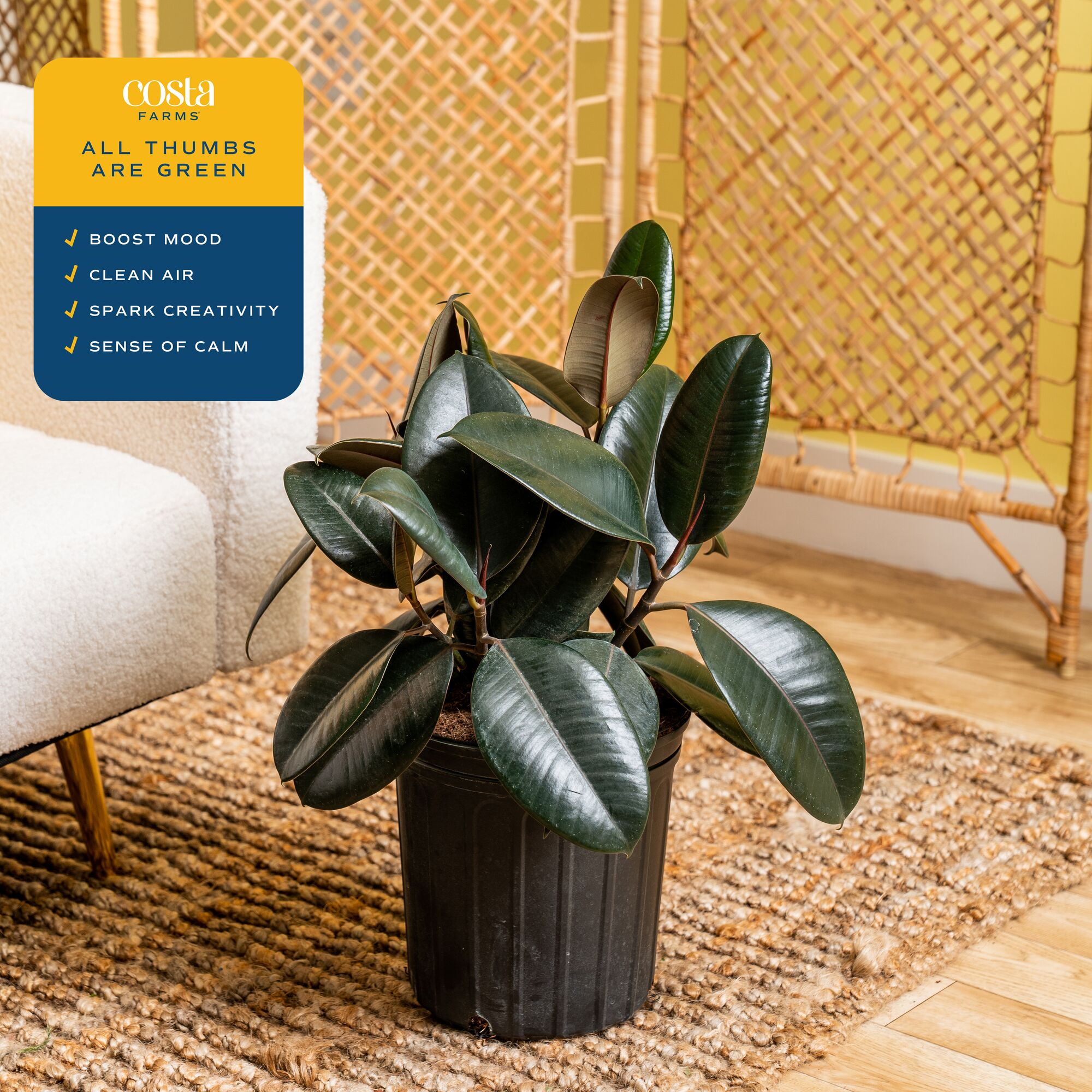 22 inch burgundy rubber ficus  - Rubber Plant Ficus บทวิจารณ์และราคา