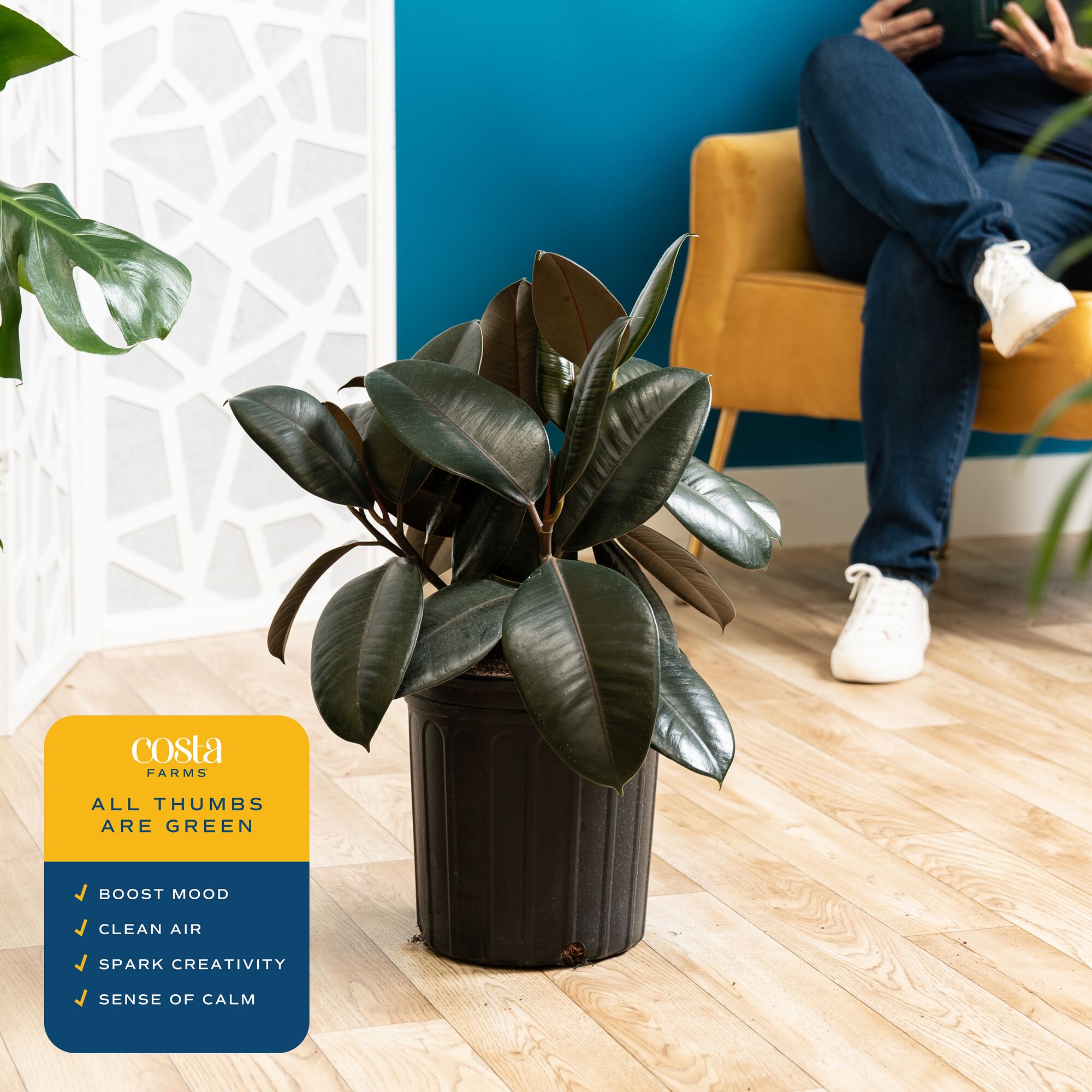 22 inch burgundy rubber ficus  - Rubber Plant Ficus บทวิจารณ์และราคา
