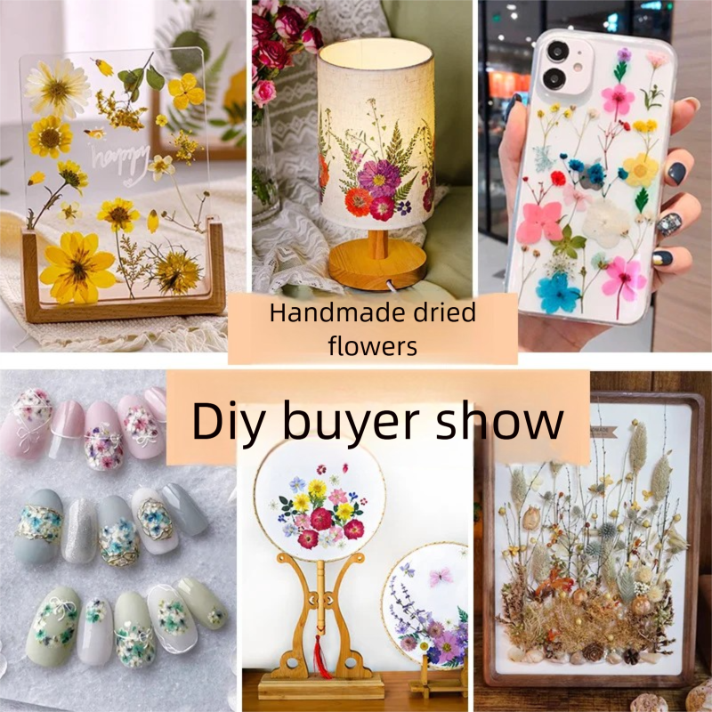 Mixed Dried Flowers, Pressed F - Plant Parent Free บทวิจารณ์และราคา