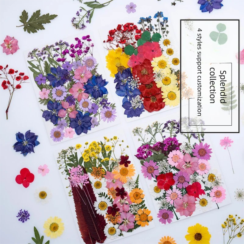 Mixed Dried Flowers, Pressed F - Plant Parent Free บทวิจารณ์และราคา