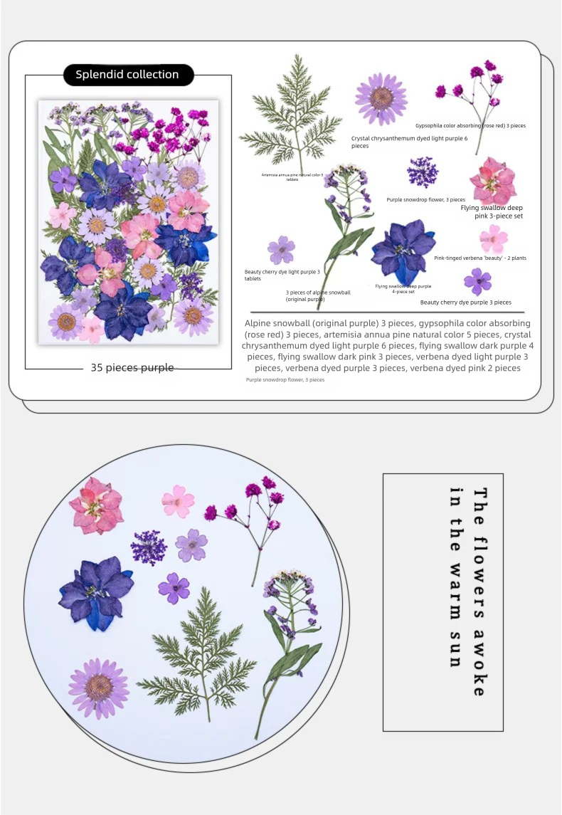 Mixed Dried Flowers, Pressed F - Plant Parent Free บทวิจารณ์และราคา