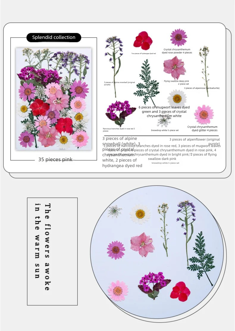 Mixed Dried Flowers, Pressed F - Plant Parent Free บทวิจารณ์และราคา
