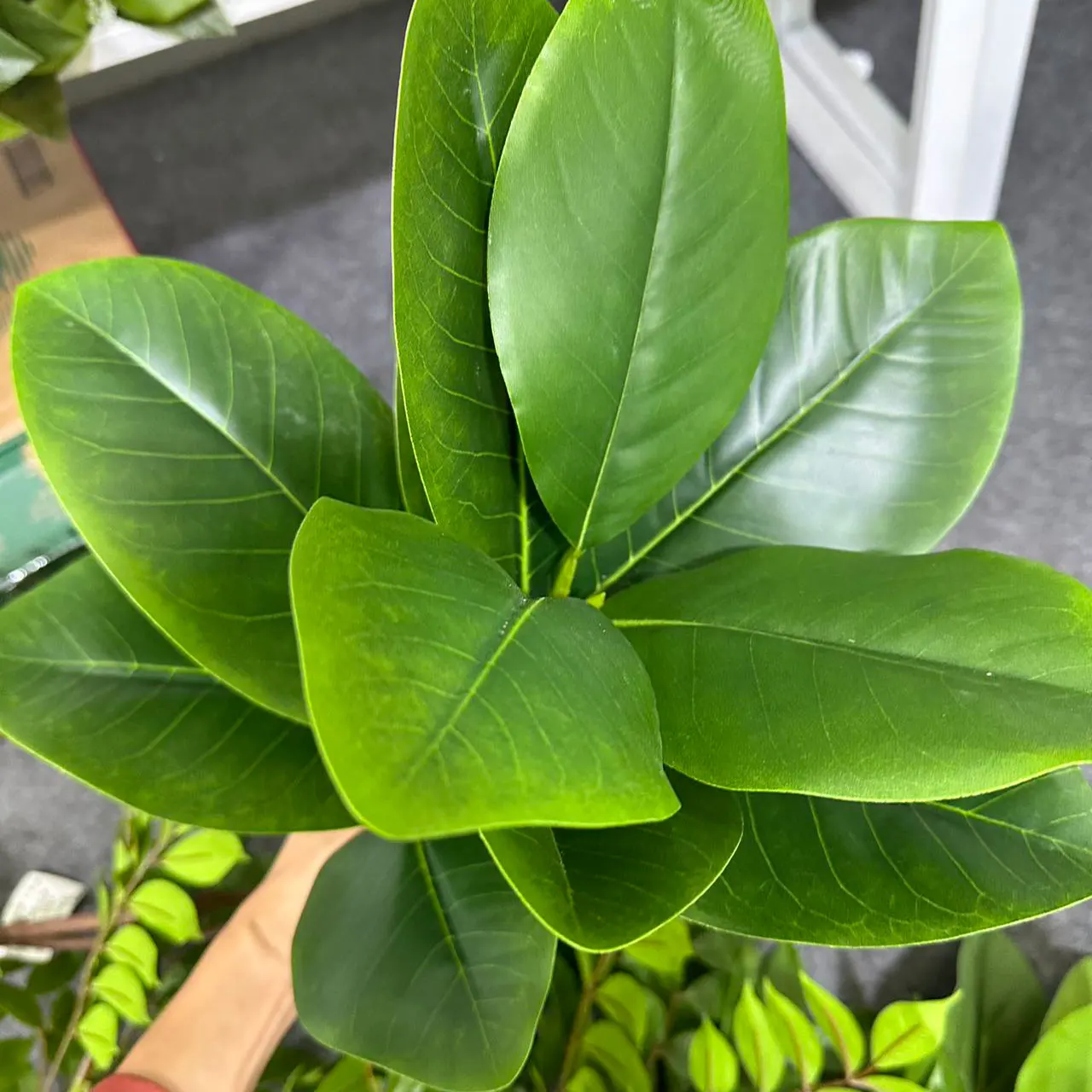70/135cm Artificial Ficus Tree - Rubber Plant Ficus บทวิจารณ์และราคา